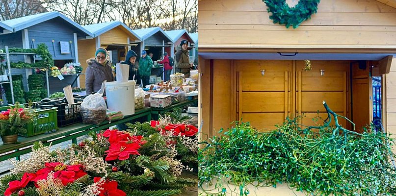 Darmowa jemioła na Sopockim Rynku! ECO Sopot i ZDiZ zapraszają mieszkańców - 38010