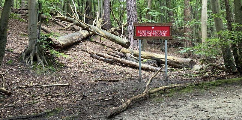 Niebezpieczne sosny przy Zajęczym Wzgórzu - 38007