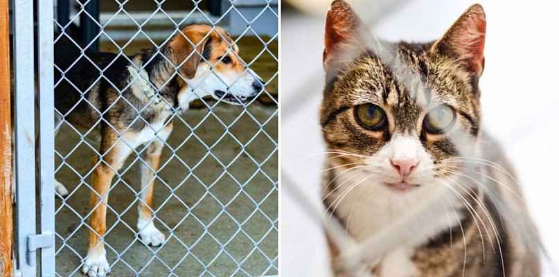 To był rok Sopotkowa. Tyle zwierząt znalazło nowe domy - 38389