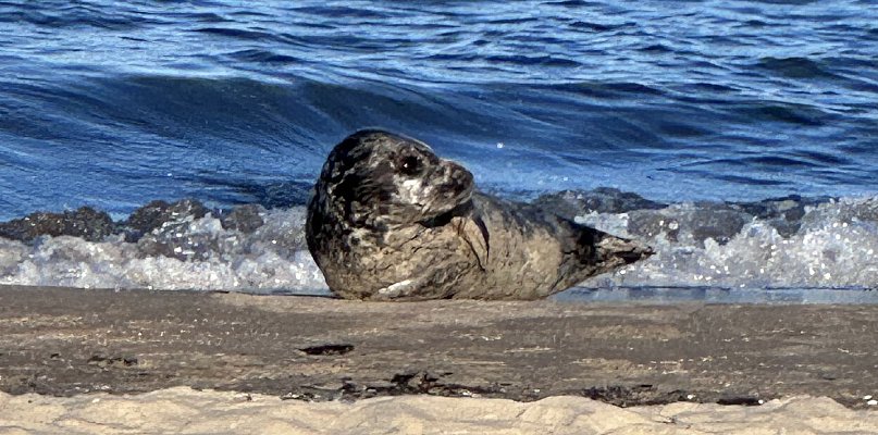 Zostań foczym bohaterem! Stacja Morska w Helu poszukuje wolontariuszy - 38629
