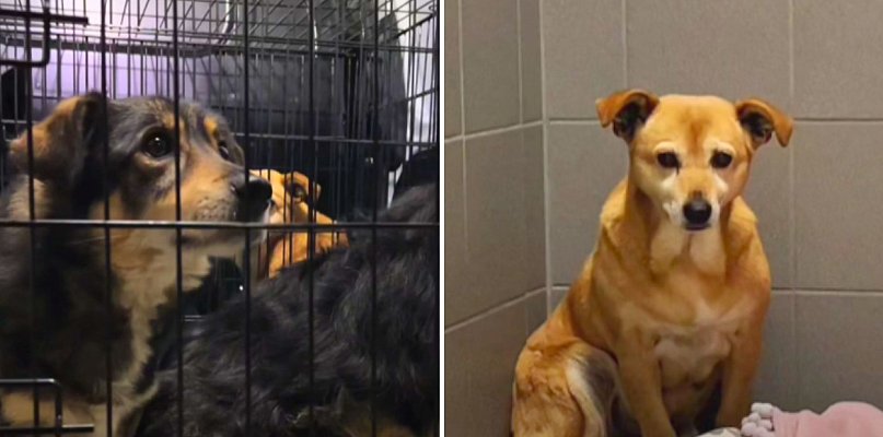 Ratunek i nowa nadzieja. Sześć psów z Radomia trafiło pod opiekę Sopotkowa - 38755