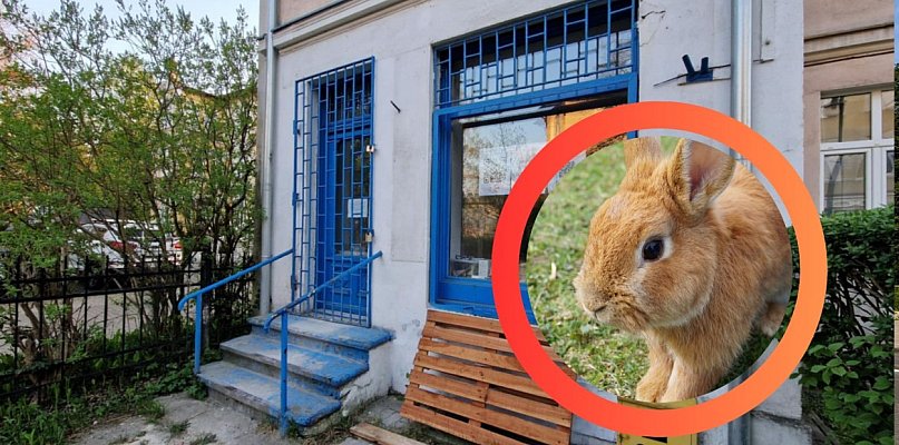 Chcesz pogłaskać królika i pomóc? Uszakowo zaprasza na Dzień Otwarty