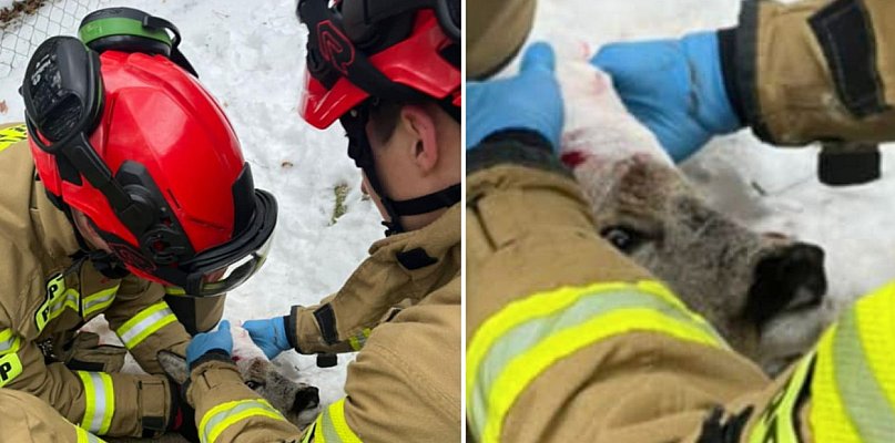 Ranna sarna uratowana w Sopocie! Poruszająca akcja strażaków