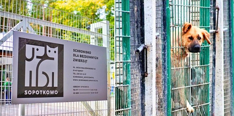 Nadchodzi obowiązkowe czipowanie i sterylizacja? Tak chcą walczyć z...