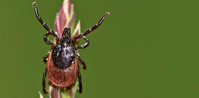 Czy mroźna zima zabija kleszcze? Nowe dane z Katedry Zoologii UG