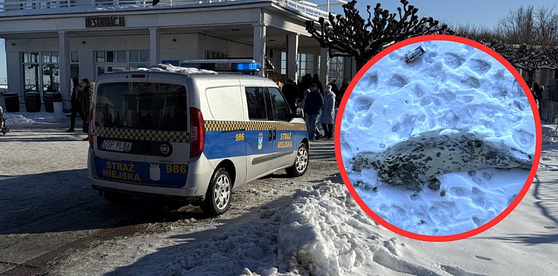 Straż Miejska reaguje na zgłoszenie o martwej foce przy sopockim molo [WIDEO]