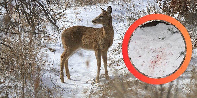 Tragedia w sopockim lesie! Pies bez smyczy śmiertelnie pogryzł łanię