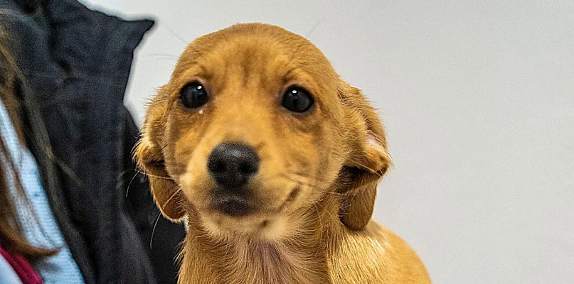 Poznaj Lizzie z sopockiego schroniska! Ta młoda suczka skradnie Twoje serce