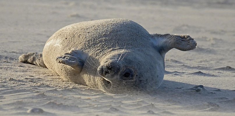 Biolożka z Helu: "Focze szczenięta tyją 2,5 kg dziennie" [WYWIAD]