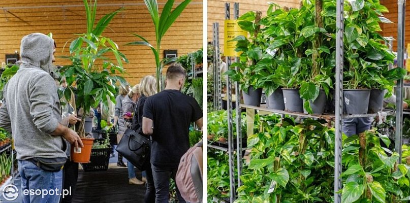 Festiwal Roślin wraca do Trójmiasta. Setki gatunków roślin i ceny już od 5 zł