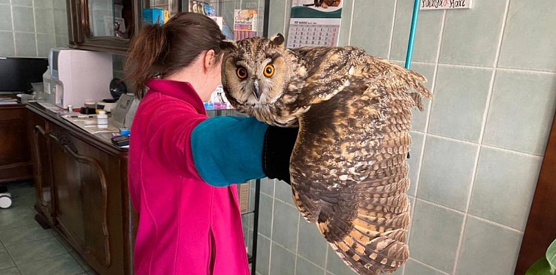 Sowa uderzyła w budynek w centrum Sopotu! Straż miejska ruszyła na ratunek