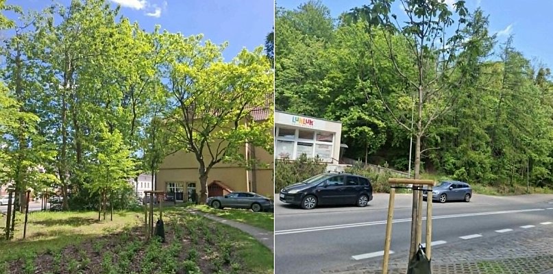 W Sopocie przybywa zieleni! Nowe nasadzenia już cieszą mieszkańców