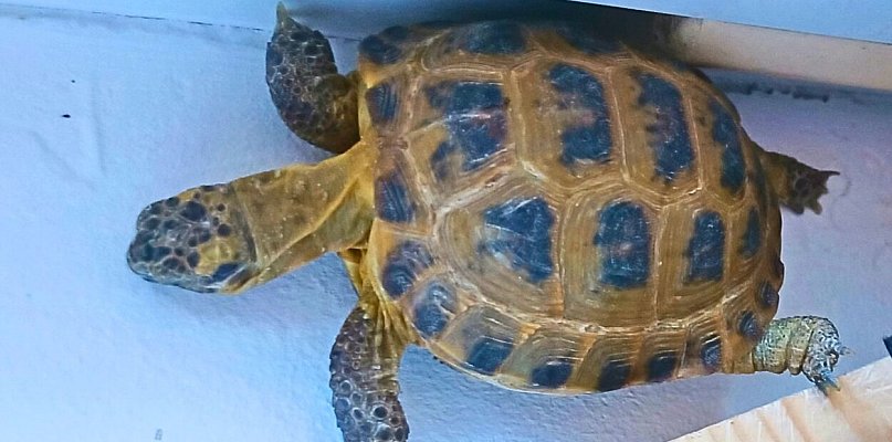 Szczęśliwy finał poszukiwań żółwia w Sopocie