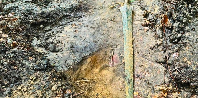 Niezwykłe znalezisko w Gdańsku! Spędziło w lesie nawet 3 tysiące lat