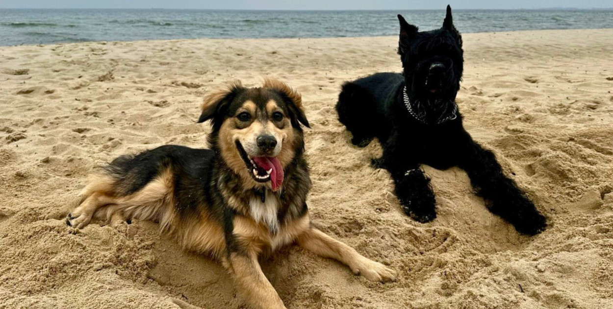 Urlop w Sopocie z psem. Czy kurort jest przyjazny turystom ze zwierzętami?