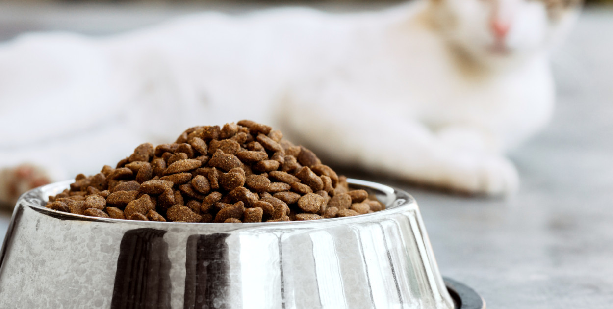 Dieta zbudowana na suchej karmie dla kota - czy jest to dobra praktyka?