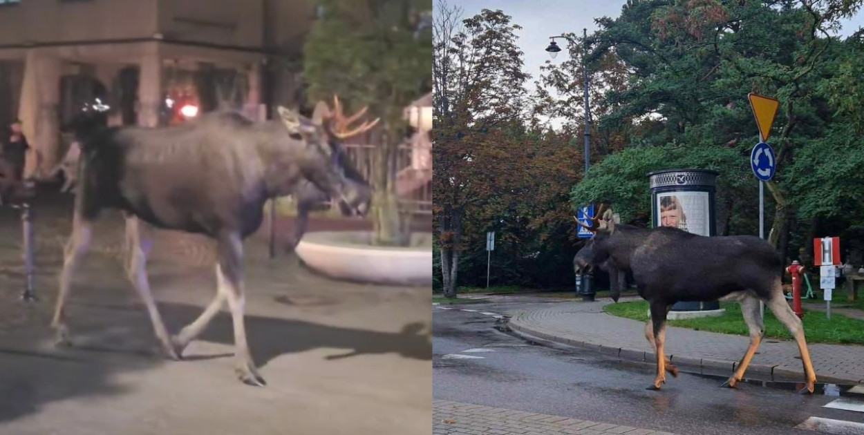 Wideo FB Dzien Dobry Sopot / Foto Jakub Coval / FB sopot pl