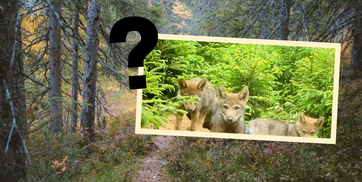 Czy spacer po trójmiejskich lasach nadal jest bezpieczny? Co z młodymi wilkami?