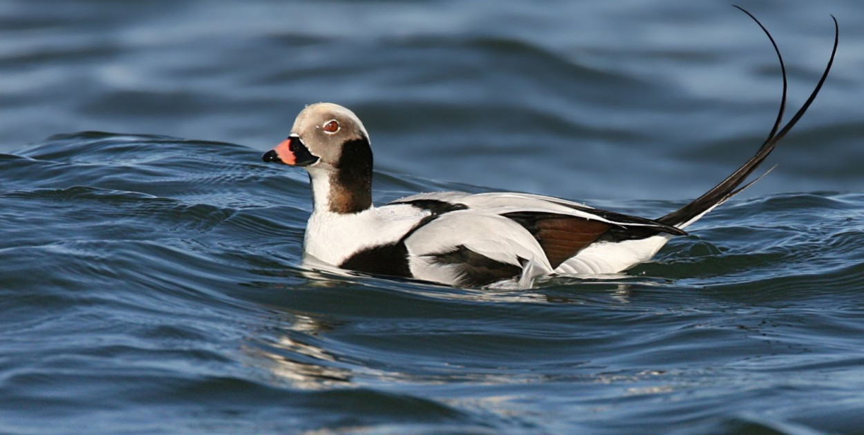 Fot. Wolfgang Wander (GFDL 1.2)