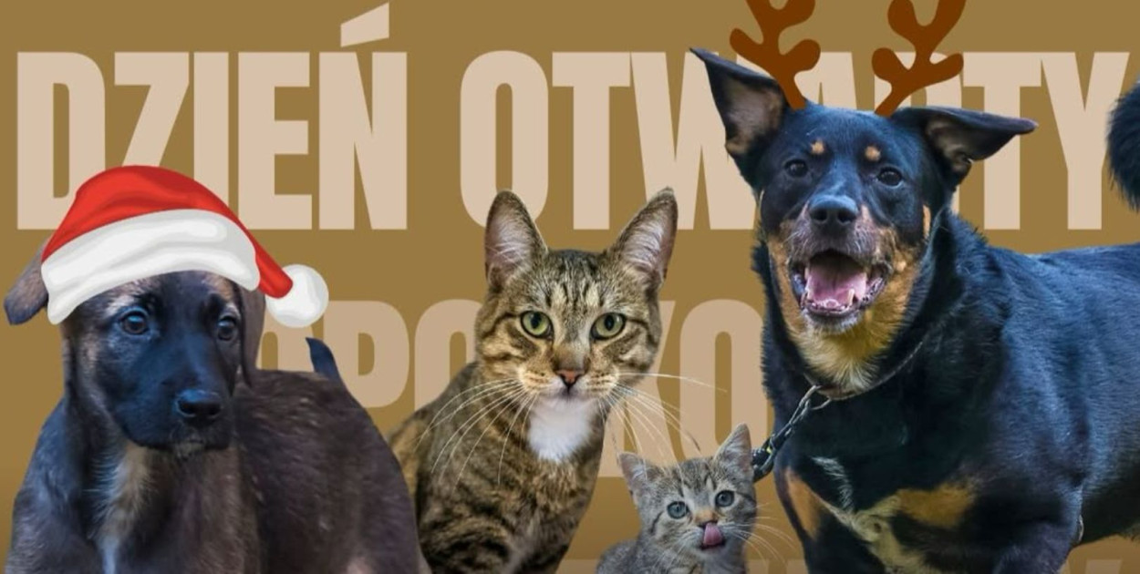 Fot. Sopotkowo Schronisko - Instagram