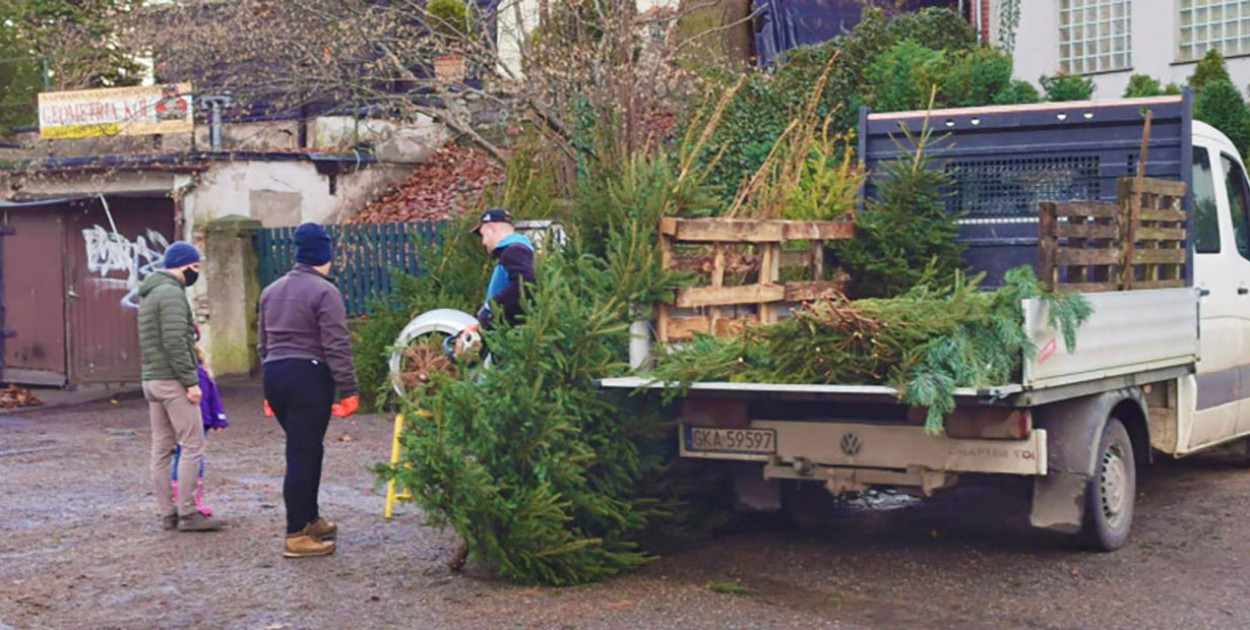 Kupujesz żywą choinkę na święta? Ten szczegół łatwo przeoczyć