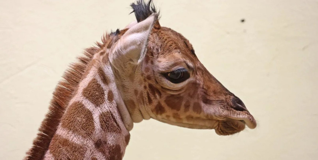 Fot. Gdański Ogród Zoologiczny