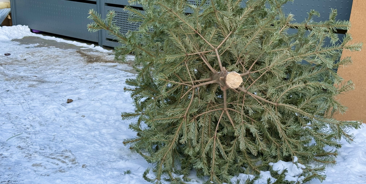 Co zrobić z choinką po świętach w Sopocie? Sprawdź harmonogram odbioru drzewek
