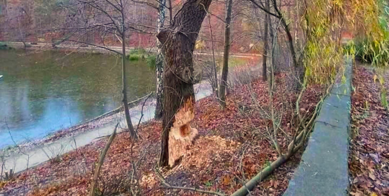 Fot. Adam Gil - Radny Miasta Sopotu