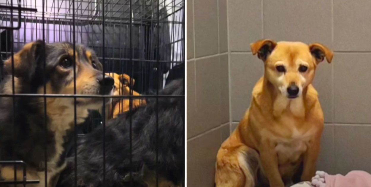 Fot. Facebook, Sopotkowo Schronisko dla Bezdomnych Zwierząt