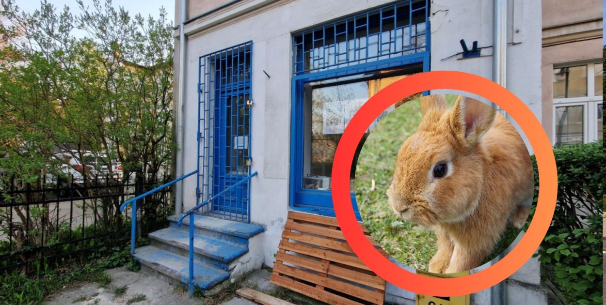 Chcesz pogłaskać królika i pomóc? Uszakowo zaprasza na Dzień Otwarty