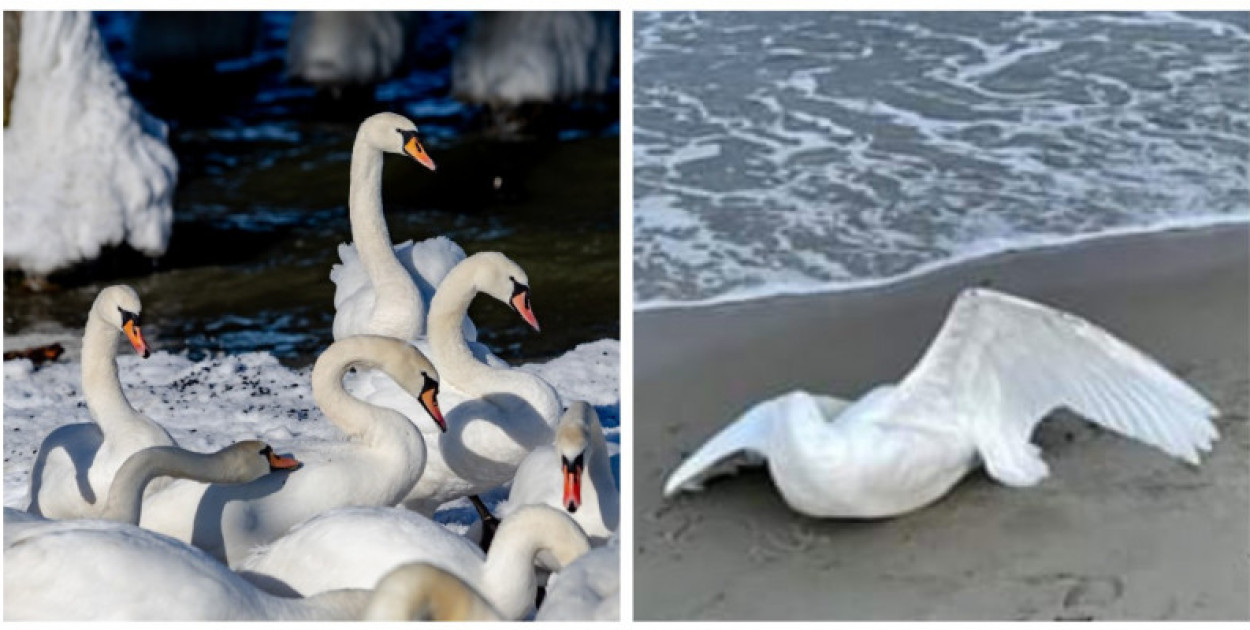 Sopot zagrożony ptasią grypą! Sprawdź nowe zasady bezpieczeństwa