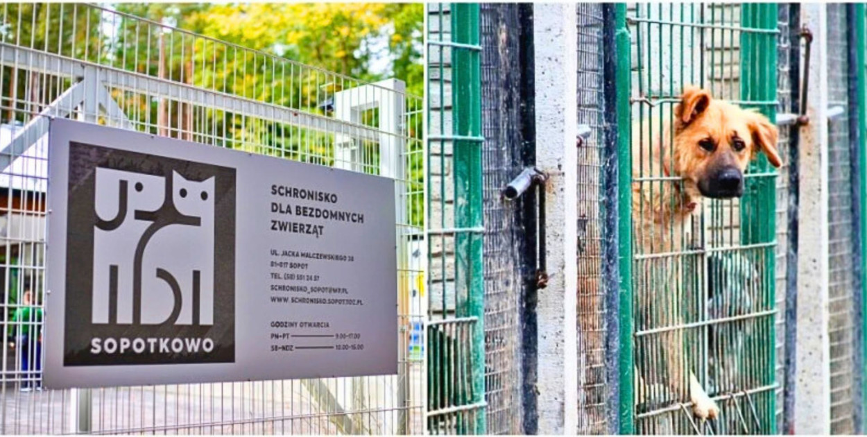 Nadchodzi obowiązkowe czipowanie i sterylizacja? Tak chcą walczyć z...