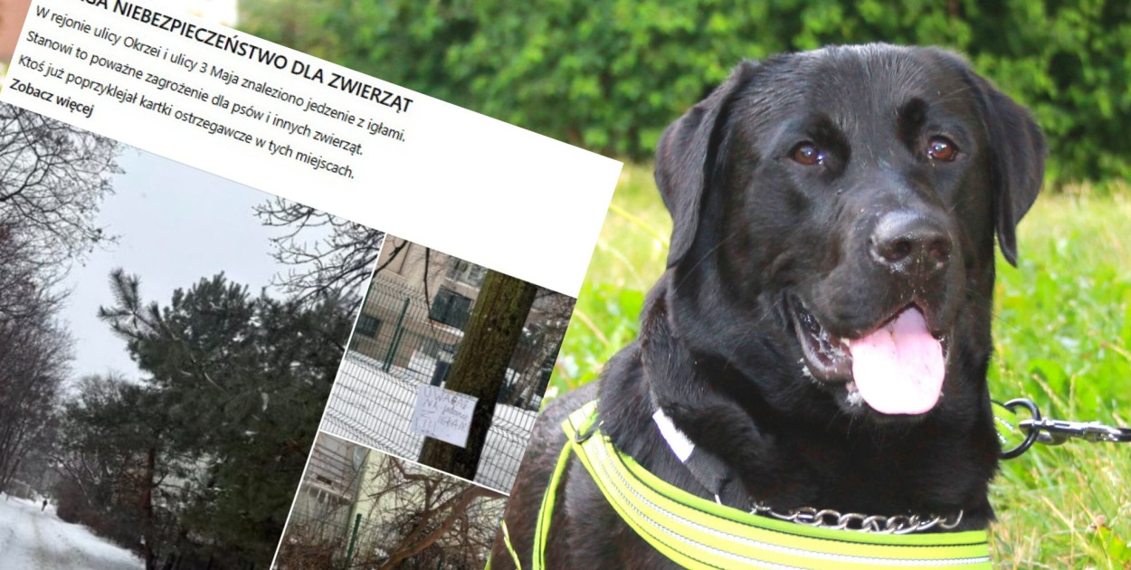 Ostrzeżenie dla właścicieli psów. Na trawnikach rozrzucono jedzenie z igłami