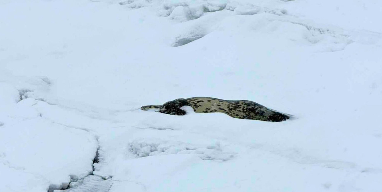 Foka na krze w Sopocie nie żyje. Trudne warunki lodowe uniemożliwiły interwencję