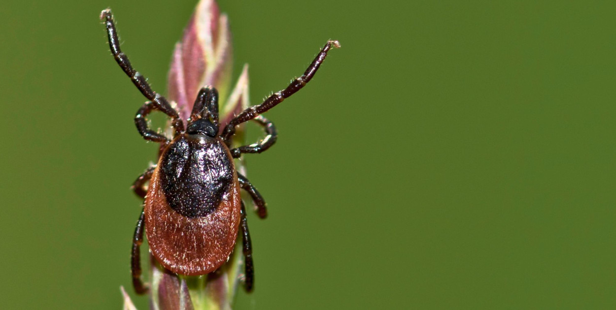Czy mroźna zima zabija kleszcze? Nowe dane z Katedry Zoologii UG