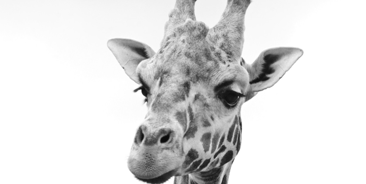 Gdańskie ZOO w żałobie. Nie żyje 15-letnia żyrafa