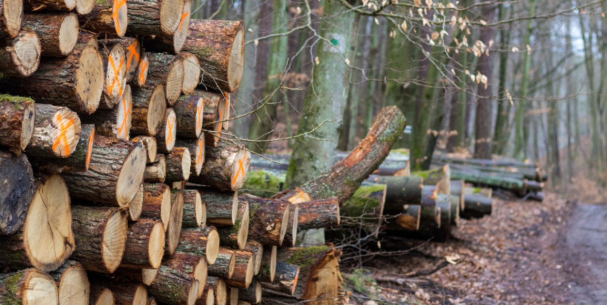 Rezerwat "Lasy Sopockie". Negocjacje na finiszu, decyzje jeszcze w tym roku