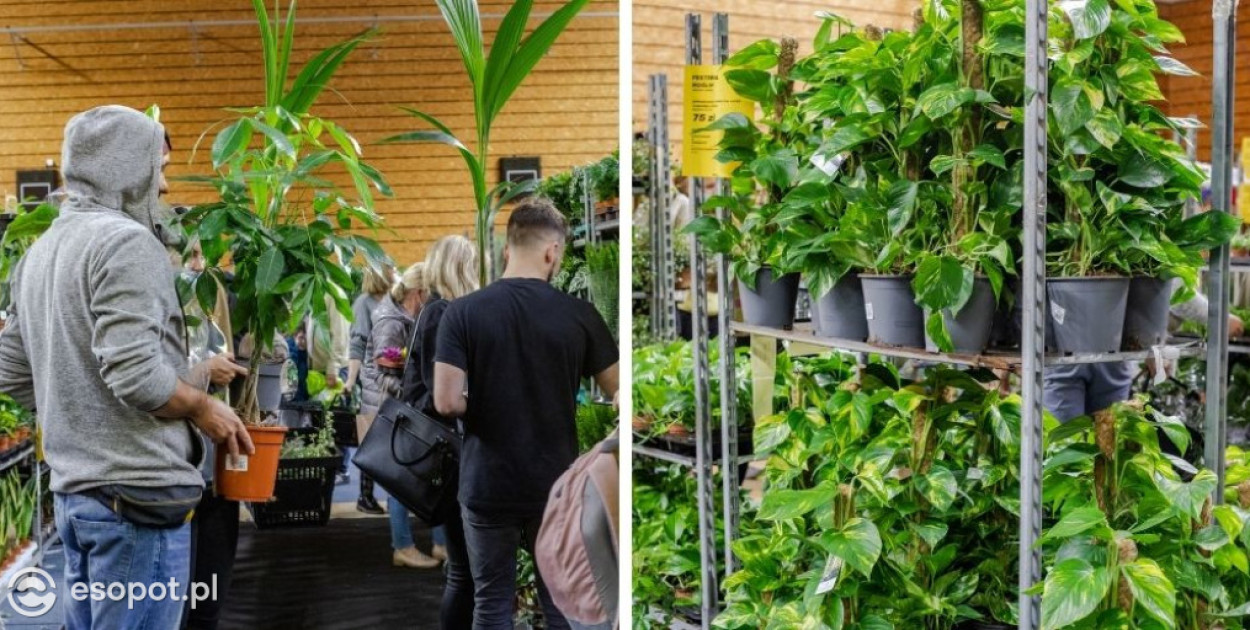 Festiwal Roślin wraca do Trójmiasta. Setki gatunków roślin i ceny już od 5 zł