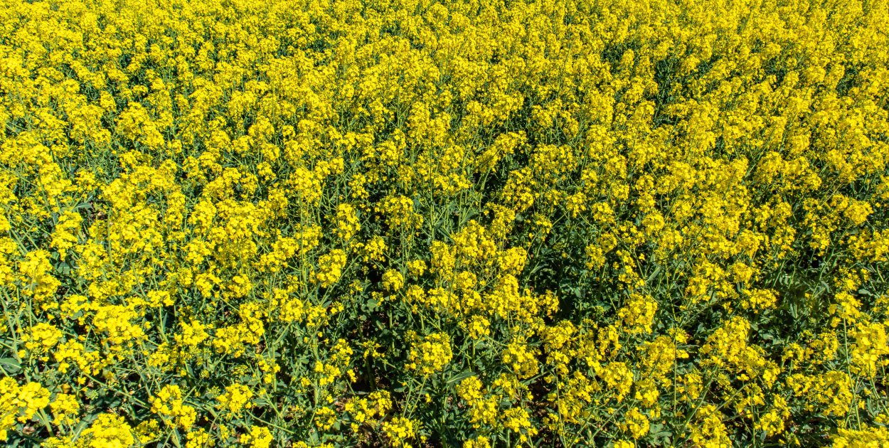 Śmietka rzepaczana w rzepaku ozimym i jarym – jak skutecznie ograniczyć straty już