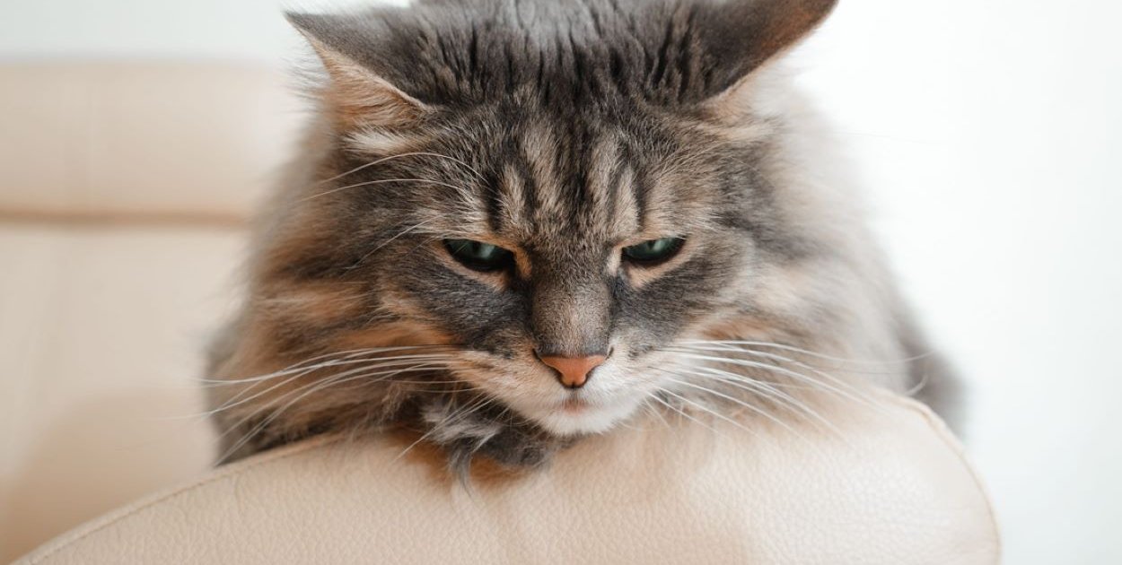 Wymioty pianą u kota – co oznaczają, kiedy jechać do weterynarza