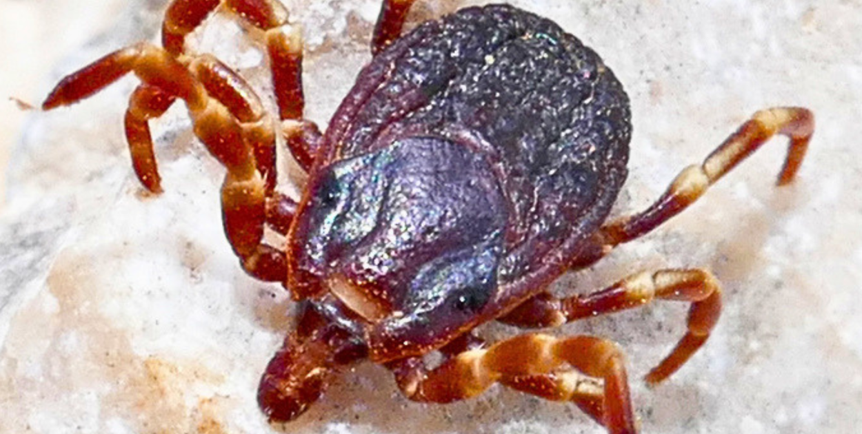 Dramatyczne dane dla Pomorza. Kleszcze coraz bardziej niebezpieczne