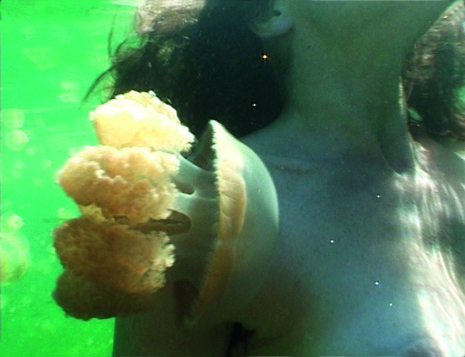 Dorothy Cross - Jellyfish Lake