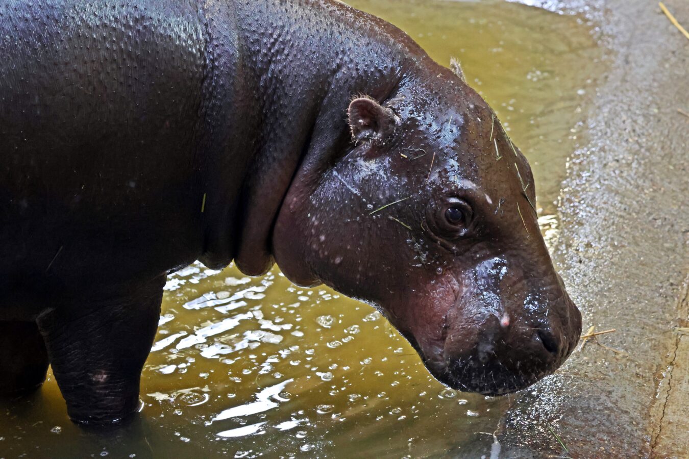 Fot. Gdański Ogród Zoologiczny