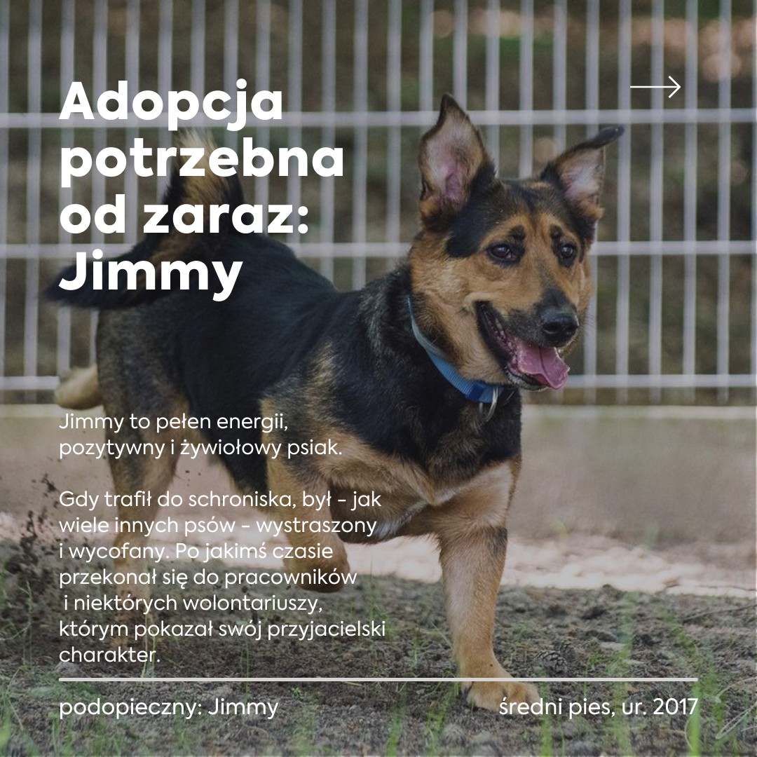 Fot. materiały Schroniska dla Bezdomnych Zwierząt Sopotkowo