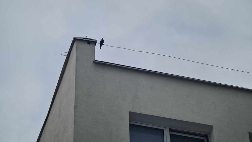 Pająk przemieszczał się po elewacji. W pewnym momencie zainteresował się nim ptak, jednak odpuścił taką zdobycz. Fot. Zygmunt Gołąb / www.gdynia.pl