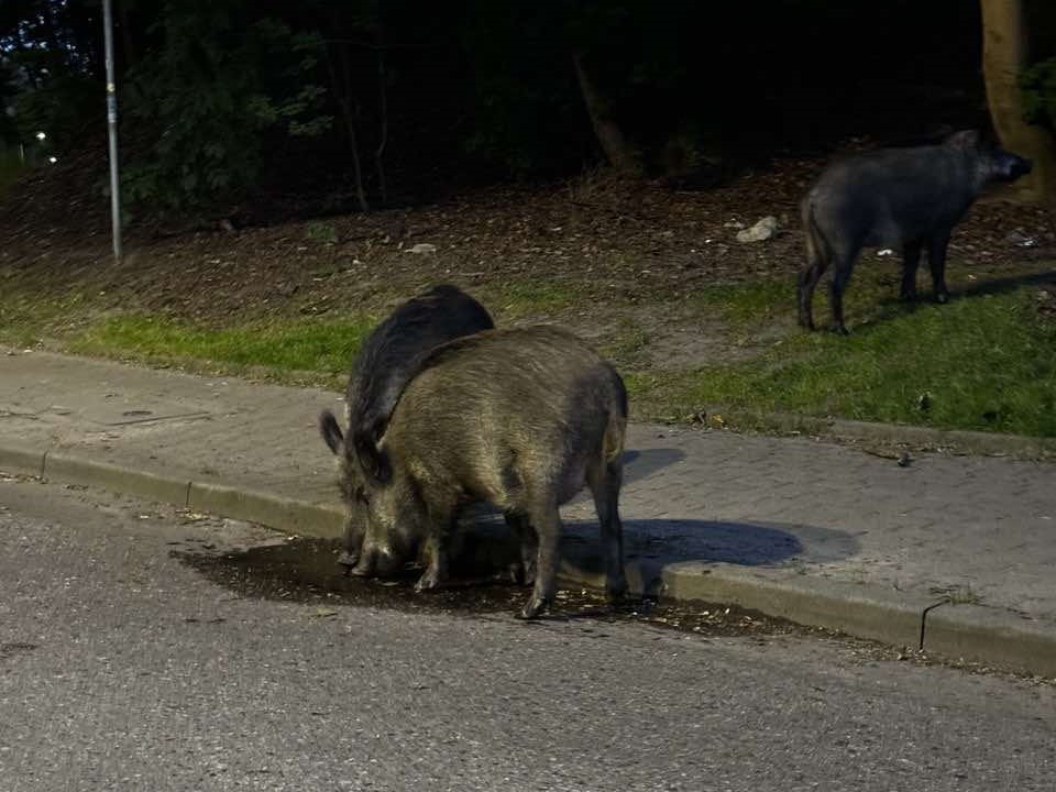 Zdjęcie poglądowe. Fot. Emil Bogumił