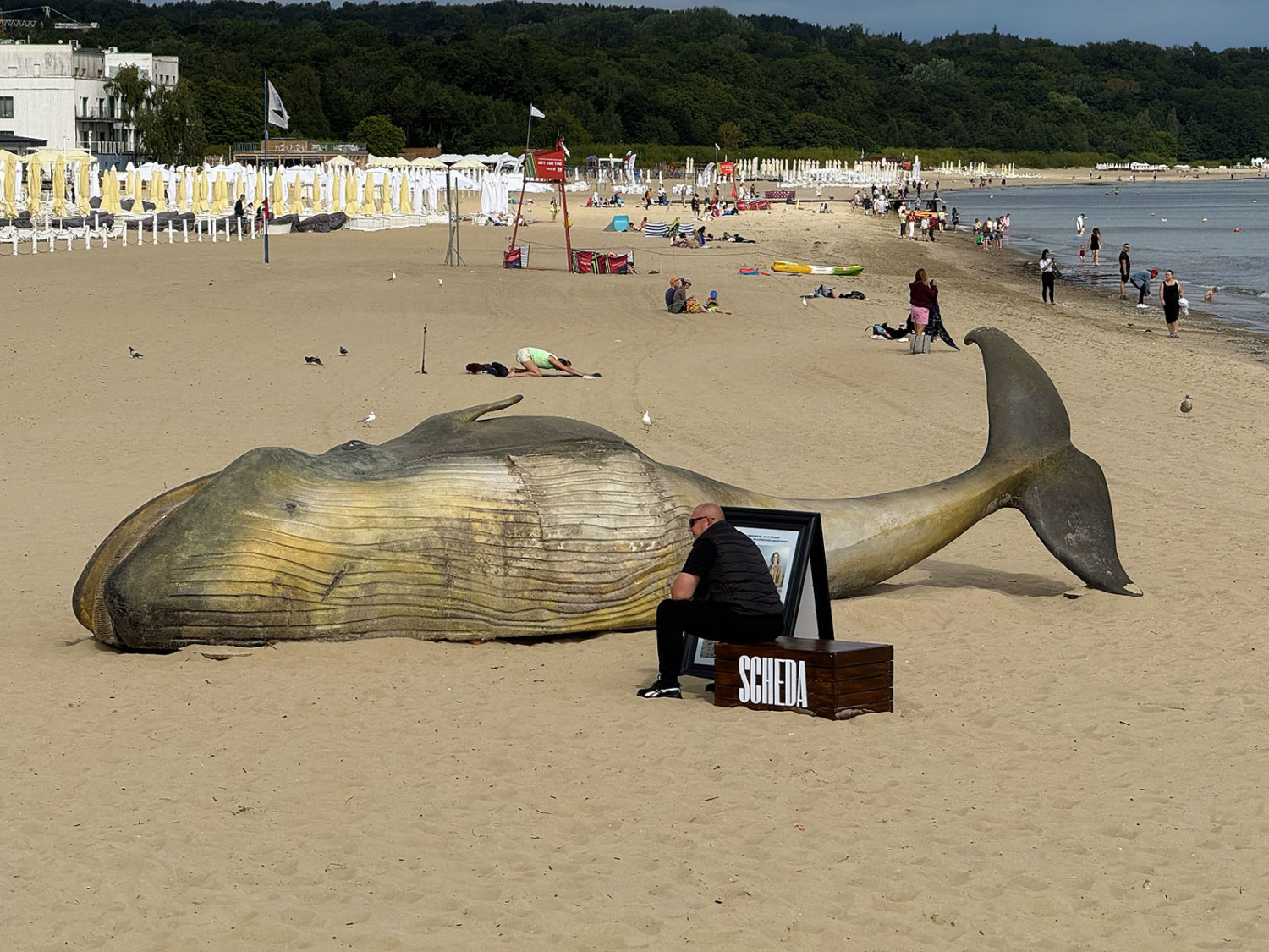 Wieloryb na plazy w Sopocie Esopot.pl 