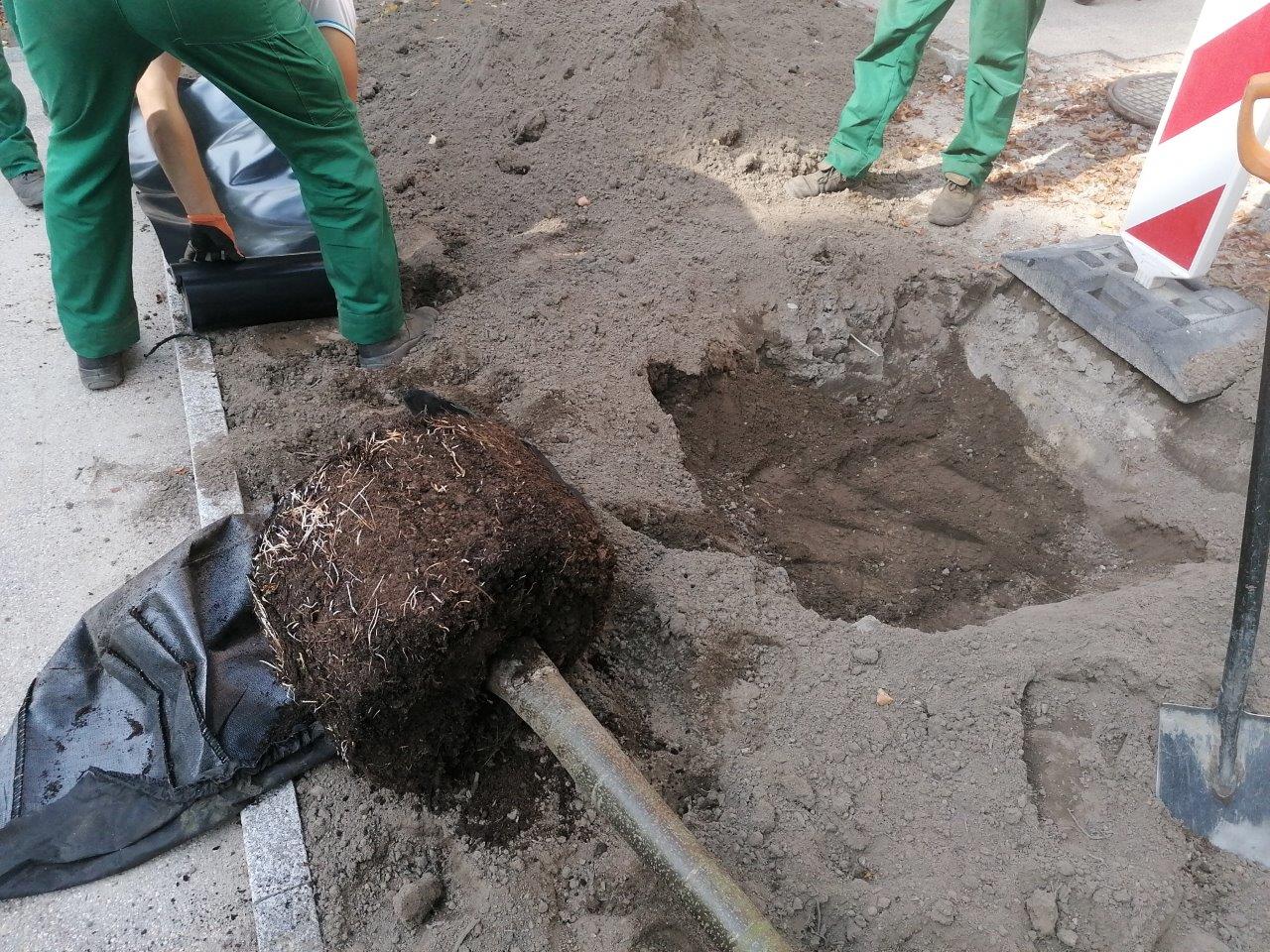 Fot. Zdjęcia z poprzednich nasadzeń drzew w mieście, mat. pras. ZDiZ