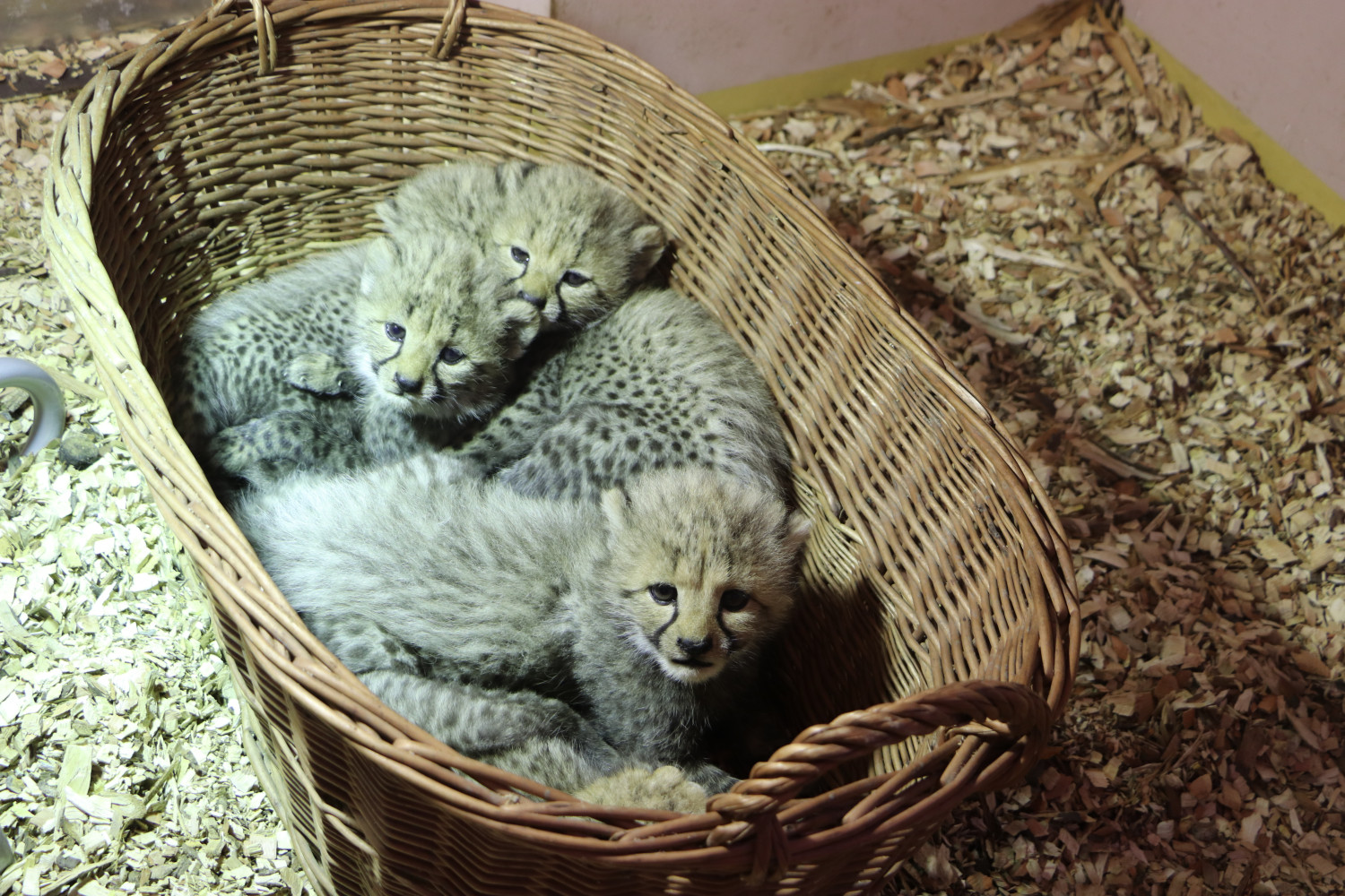 Młode gepardy w koszyku. Fot. Gdański Ogród Zoologiczny