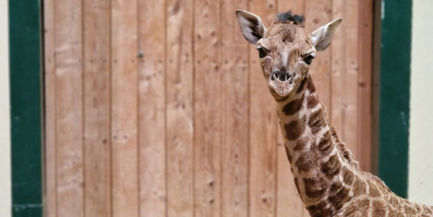 Fot. Gdański Ogród Zoologiczny Fot. Gdański Ogród Zoologiczny